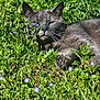 cat, gray_cat, flower, yellow_flower, blue_flower, grass, meadow, outdoor, sunlight, nature, animal, pet, relaxed, whiskers, paw, greenery, closeup, feline, resting, summer