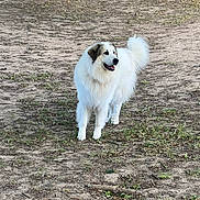 Olaf participe au concours pour gagner de l'argent avec cette photo : dog, white_dog, fluffy, outdoor, grass, tree_trunk, dirt, pet, canine, animal, happy, standing, nature, fur, playful, mammal, daylight, park, closeup, friendly