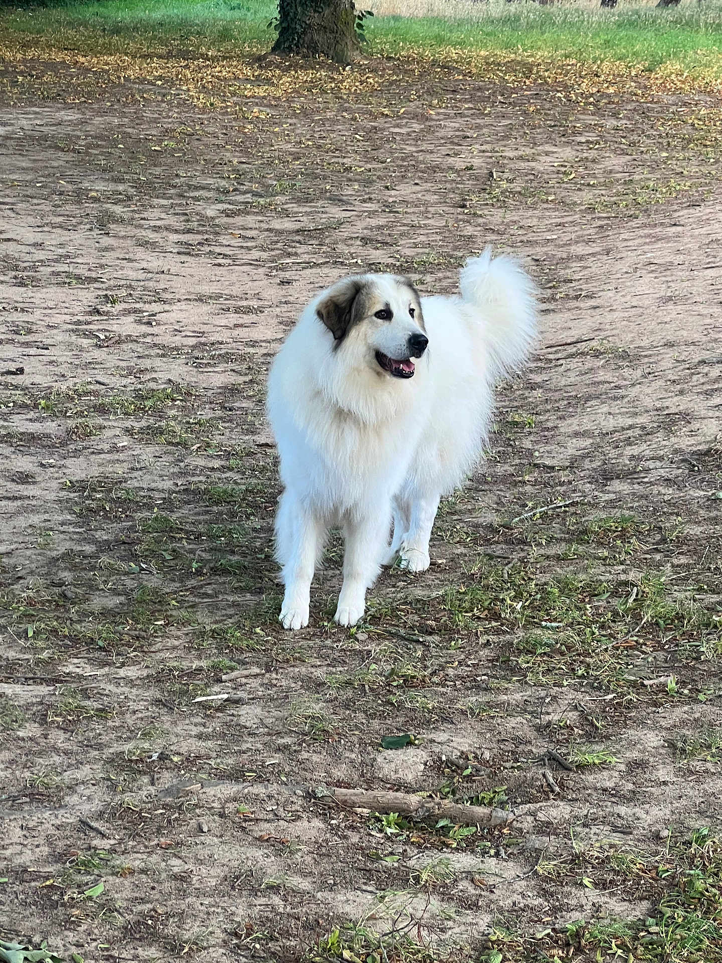 Olaf participe au concours pour gagner de l'argent avec cette photo : dog, white_dog, fluffy, outdoor, grass, tree_trunk, dirt, pet, canine, animal, happy, standing, nature, fur, playful, mammal, daylight, park, closeup, friendly