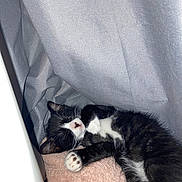 Snooki joined the competition — help win amazing prizes! animal, black_and_white, blanket, cat, cozy, cute, fur, fur_texture, indoors, kitten, paw, pet, relaxed, resting, sleeping, small, snuggled, soft, towel, tuxedo_cat