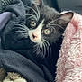 Snooki is registered to the contest to win money with this photo: animal, black_and_white, blanket, cat, closeup, comfort, cozy, curious, cute, fluffy, fur, indoor, kitten, pet, resting, small, soft, texture, whiskers, young