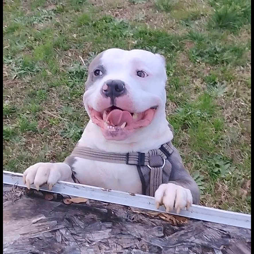 Zuul
