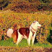Tao a rejoint le concours — aidez-le/la à gagner de superbes lots ! dog, vineyard, outdoor, grass, greenery, leaves, sunlight, nature, animal, pet, brown, white, fur, collar, harness, field, plants, daylight, scenery, canine