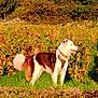dog, vineyard, outdoor, grass, greenery, leaves, sunlight, nature, animal, pet, brown, white, fur, collar, harness, field, plants, daylight, scenery, canine