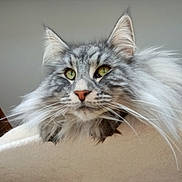 Gino participe au concours pour gagner de l'argent avec cette photo : cat, long_hair, gray_fur, green_eyes, whiskers, pet, feline, close_up, indoor, soft_texture, fluffy, curious, face, ears, nose, animal, domestic, portrait, resting, fur