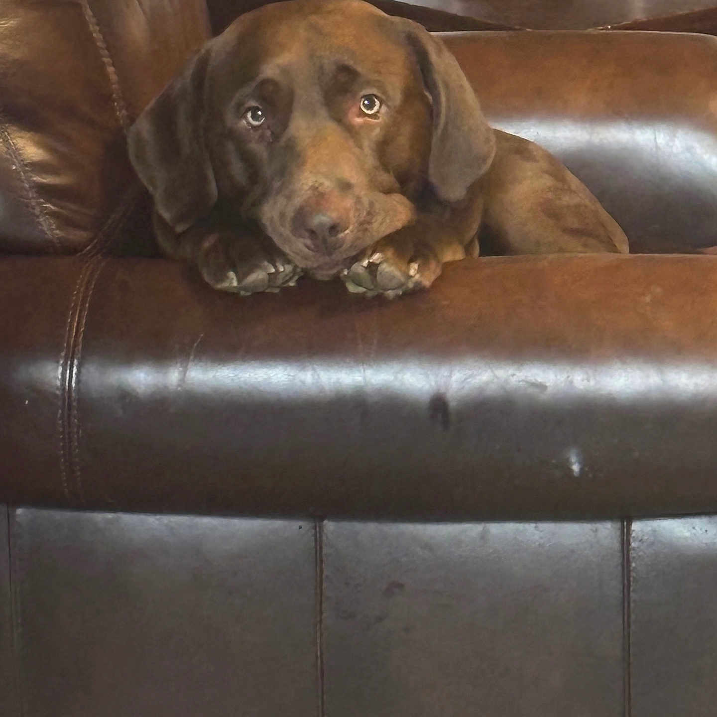 Mac is registered to the contest to win money with this photo: animal, armchair, beagle, canine, chair, couch, cushion, den, dog, furniture, homedecor, hound, indoors, labradorretriever, person, pet, pointer, pottery, puppy, sleeping