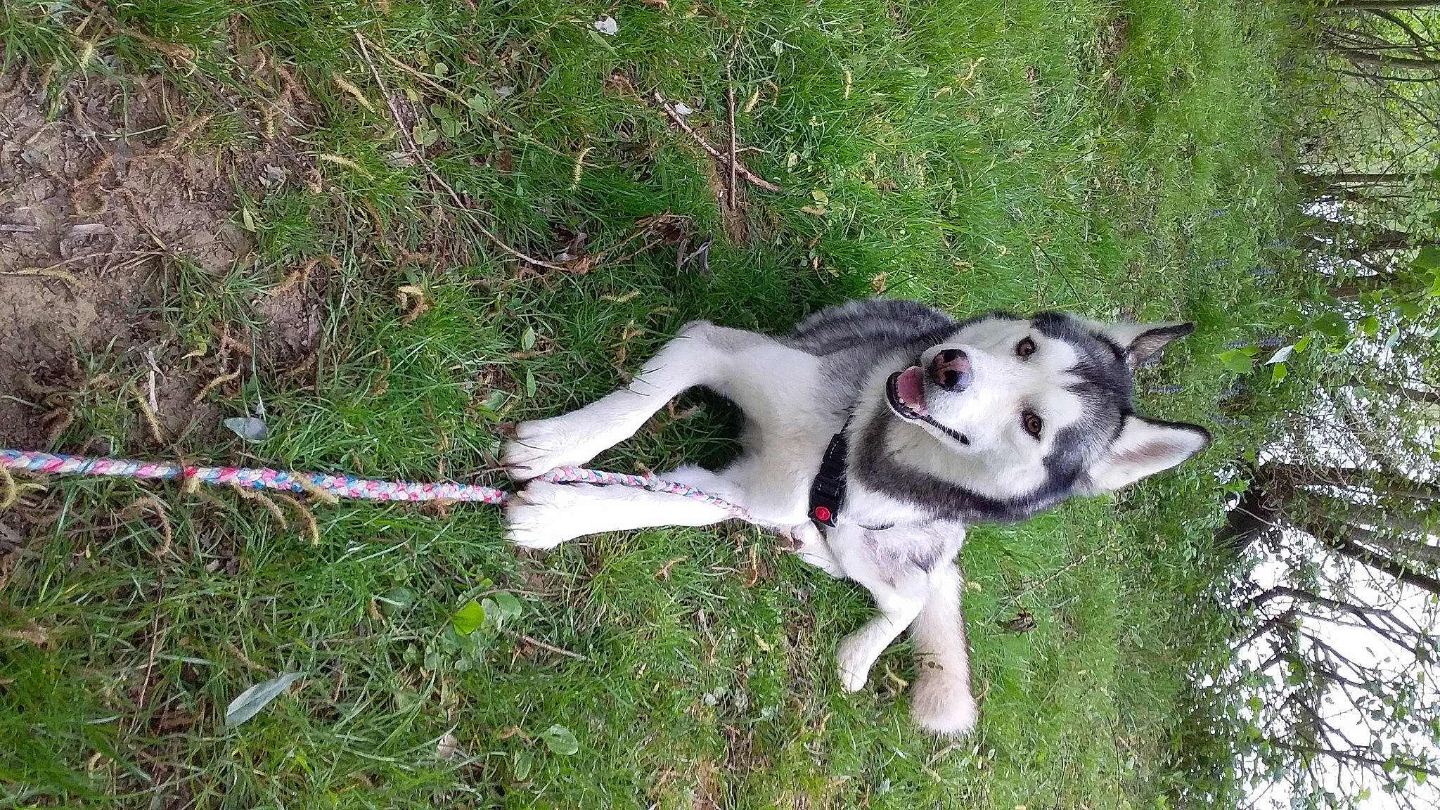 Nanouk participe au concours pour gagner de l'argent avec cette photo : canidae, carnivore, dalmatian, dog, dog_breed, non_sporting_group, rare_breed_dog, siberian_husky, sporting_group, tail
