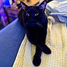 black_cat, cat, pet, indoor, feline, animal, resting, couch, blanket, crossed_paws, fur, whiskers, eyes, blurred_background, cozy, home, domestic_animal, relaxed, portrait, mammal