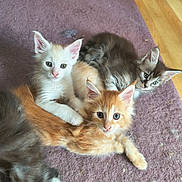 Chaton participe au concours pour gagner de l'argent avec cette photo : kitten, cat, animal, pet, fur, cute, indoor, floor, carpet, orange_cat, white_cat, gray_cat, young, small, curious, lying_down, group, feline, whiskers, ears