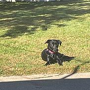 Sadie is registered to the contest to win money with this photo: dog, black_dog, grass, sunlight, shadow, outdoor, collar, pet, animal, fence, tree_shadow, relaxed, daytime, nature, canine, laying_down, yard, greenery, sunny, park