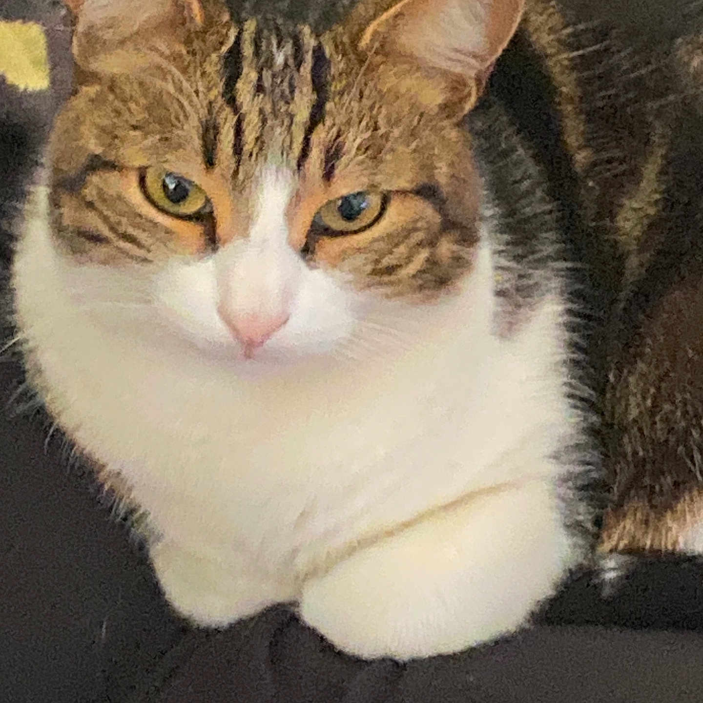Ma Belle