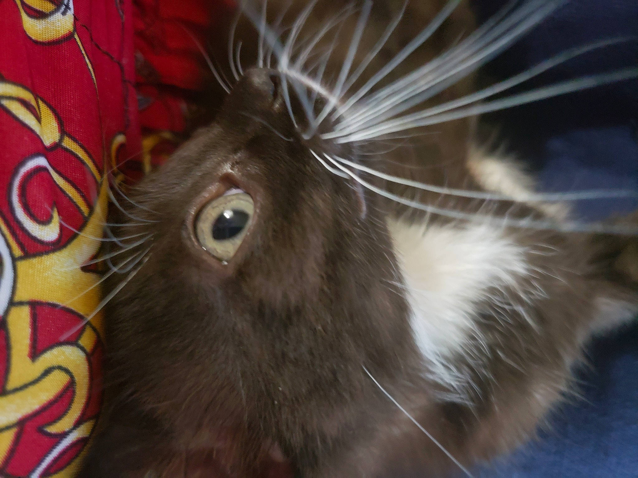 Buggy joined the competition — help win amazing prizes! close_up, domestic_rabbit, eyelash, fawn, felidae, fur, liver, rabbit, rabbits_and_hares, small_to_medium_sized_cats, snout, tail, terrestrial_animal, whiskers