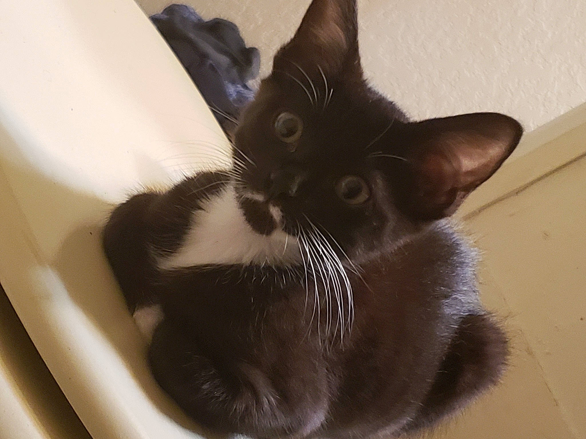 Buggy joined the competition — help win amazing prizes! carnivore, cat, cat_supply, claw, comfort, domestic_short_haired_cat, ear, felidae, fur, paw, pet_supply, small_to_medium_sized_cats, snout, tail, whiskers