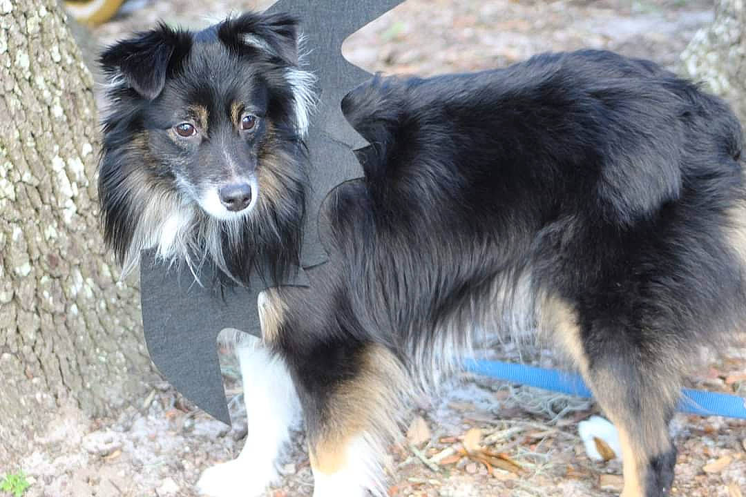 Tobi Wan Kenobi is registered to the contest to win money with this photo: ancient_dog_breeds, australian_collie, canidae, carnivore, companion_dog, dog, dog_breed, fur, herding_dog, snout, sporting_group, working_animal, working_dog
