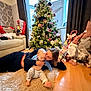 baby, person, christmas_tree, holiday, living_room, rug, decorations, gnome, couch, window, curtains, floor, toy, smiling, happy, family, home, cozy, festive, indoor