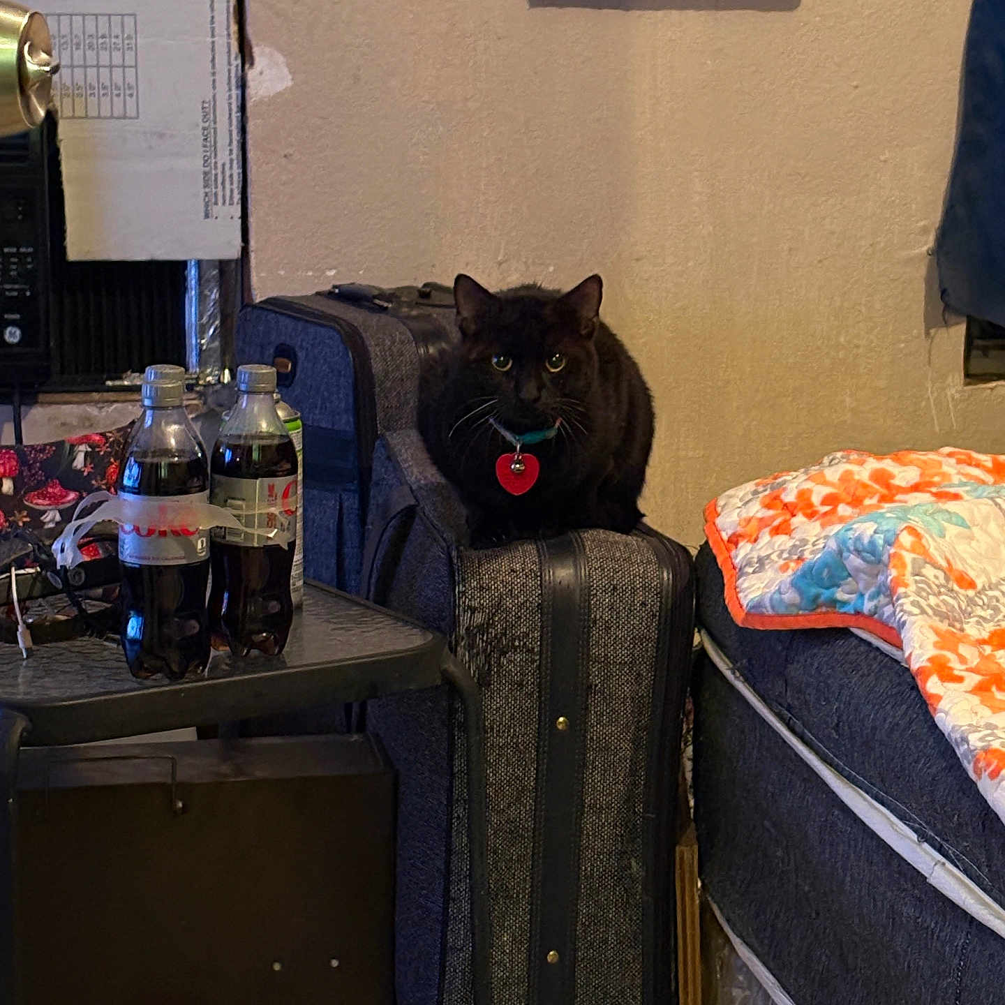 Kitty
