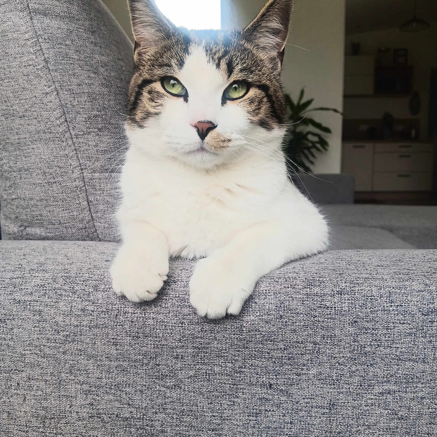 Sylvestre participe au concours pour gagner de l'argent avec cette photo : abyssinian, animal, architecture, armchair, building, cat, chair, couch, cushion, furniture, hardwood, homedecor, indoors, kitten, linen, livingroom, manx, pet, room, siamese