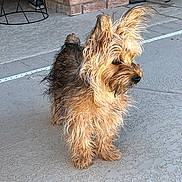 Mocha is registered to the contest to win money with this photo: dog, small_dog, fur, ears, alert, porch, concrete, brick_wall, outdoor, pet, animal, fluffy, scruffy, side_view, standing, alert_posture, sunlight, shadow, house, fence