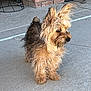 dog, small_dog, fur, ears, alert, porch, concrete, brick_wall, outdoor, pet, animal, fluffy, scruffy, side_view, standing, alert_posture, sunlight, shadow, house, fence