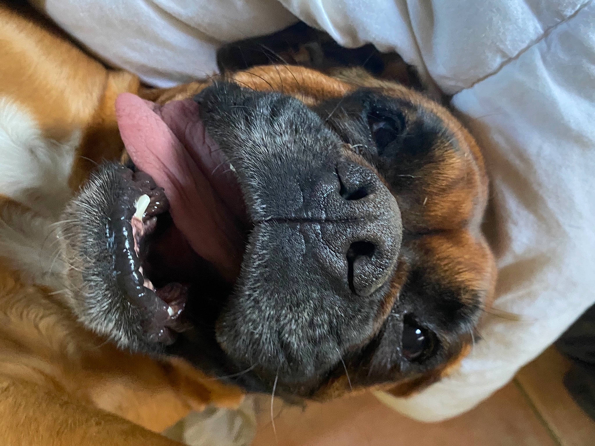 Molly a rejoint le concours — aidez-le/la à gagner de superbes lots ! carnivore, claw, comfort, companion_dog, dog, dog_breed, ear, fawn, fur, mammal, nap, paw, pug, snout, sporting_group, terrestrial_animal, toy_dog, whiskers, working_animal, wrinkle