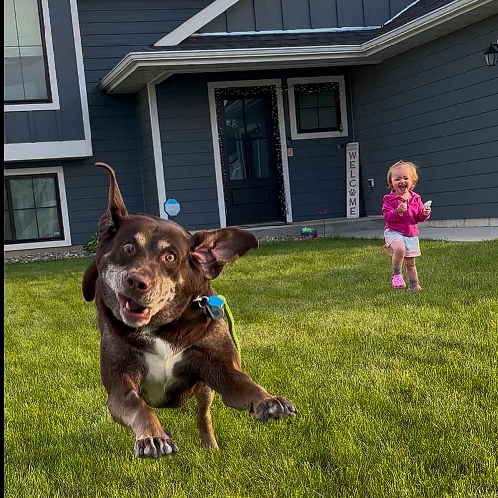 Bailey joined the competition — help win amazing prizes! casual_clothing, child, daylight, dog, ears_flapping, front_door, fun, grass, green_lawn, house, joyful, laughing, leaping, outdoor, playful, running, smiling, toddler, welcome_sign, yard