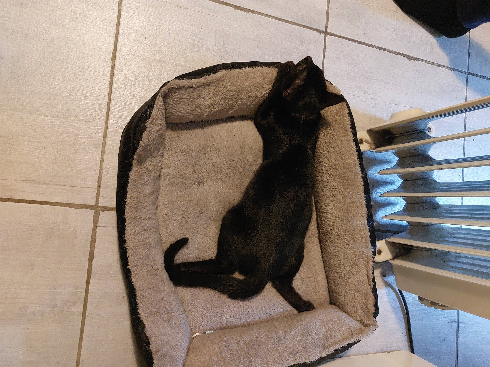 Solomon Et Pavlik participe au concours pour gagner de l'argent avec cette photo : bag, bat, carnivore, cat, comfort, fashion_accessory, felidae, fur, grey, line, linens, shade, shadow, small_to_medium_sized_cats, snout, tail, tints_and_shades, umbrella, window, wood