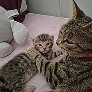 Bella participe au concours pour gagner de l'argent avec cette photo : cat, kitten, tabby, animal, pet, cute, feline, mother_and_baby, indoor, bed, blanket, plush_toy, soft, resting, young, fur, whiskers, striped, cozy, companion