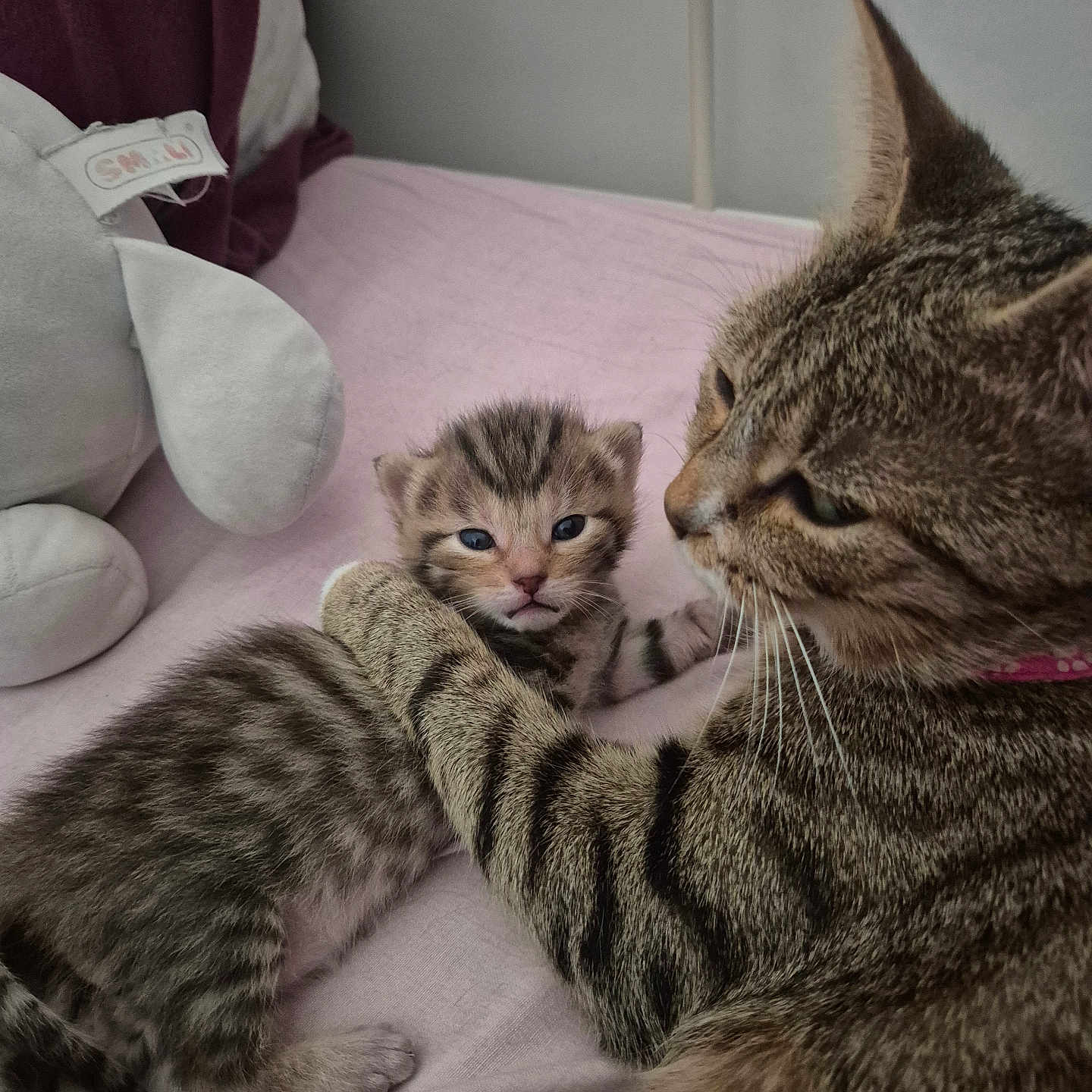Bella participe au concours pour gagner de l'argent avec cette photo : animal, bed, blanket, cat, companion, cozy, cute, feline, fur, indoor, kitten, mother_and_baby, pet, plush_toy, resting, soft, striped, tabby, whiskers, young