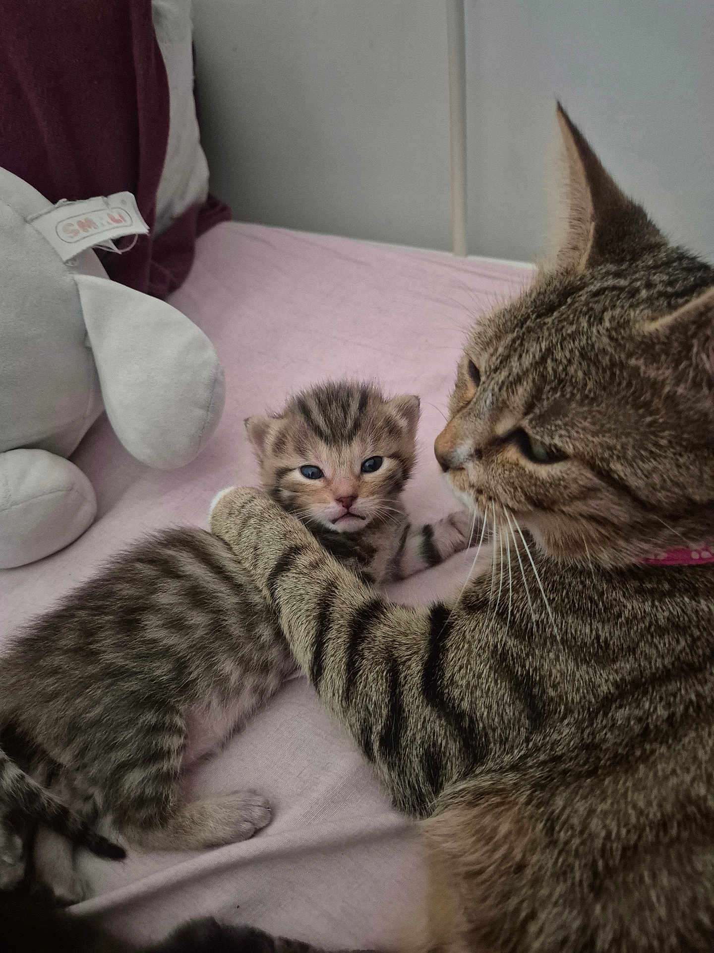 Bella participe au concours pour gagner de l'argent avec cette photo : cat, kitten, tabby, animal, pet, cute, feline, mother_and_baby, indoor, bed, blanket, plush_toy, soft, resting, young, fur, whiskers, striped, cozy, companion