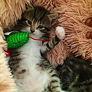 Toma participe au concours pour gagner de l'argent avec cette photo : animal, cat, cozy, cute, feline, fluffy_blanket, fur, green_toy, indoor, kitten, paw, pet, pink_blanket, playful, relaxed, resting, sleeping, small_animal, tabby, toy