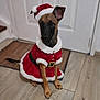 dog, pet, christmas_costume, santa_hat, santa_outfit, holiday, festive, indoor, floor, wooden_floor, door, brown_dog, cute, animal, costume, sitting, fur, canine, holiday_season, adorable
