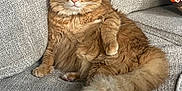Momo is registered to the contest to win money with this photo: cat, orange_cat, fluffy, feline, pet, domestic_animal, indoor, couch, furniture, relaxed, sitting, looking_at_camera, tail, paw, whiskers, textured, cozy, cute, animal, portrait