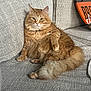 cat, orange_cat, fluffy, feline, pet, domestic_animal, indoor, couch, furniture, relaxed, sitting, looking_at_camera, tail, paw, whiskers, textured, cozy, cute, animal, portrait