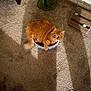 Momo joined the competition — help win amazing prizes! cat, orange_cat, fluffy_cat, cat_scratch_pad, carpet, indoor, pet, feline, animal, sunlight, toys, relaxing, cozy, cute, small_space, home, fur, whiskers, tail, paws