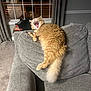 Momo joined the competition — help win amazing prizes! cat, orange_cat, fluffy, yawning, couch, gray_couch, living_room, carpet, curtains, window, indoor, pet, feline, relaxing, backrest, furniture, home, cozy, domestic, animal