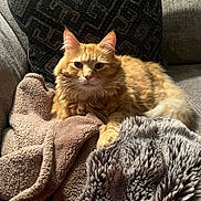 Momo joined the competition — help win amazing prizes! cat, orange_tabby, fluffy, pet, indoor, blanket, couch, furniture, sunlight, cozy, relaxed, fur, animal, mammal, whiskers, ears, tail, paw, portrait, comfort