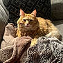 cat, orange_tabby, fluffy, pet, indoor, blanket, couch, furniture, sunlight, cozy, relaxed, fur, animal, mammal, whiskers, ears, tail, paw, portrait, comfort