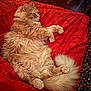 animal, blanket, cat, cozy, cute, domestic_cat, feline, fluffy, fur, ginger_cat, indoor, lying_down, paw, pet, red_blanket, relaxed, resting, sleepy, tail, whiskers