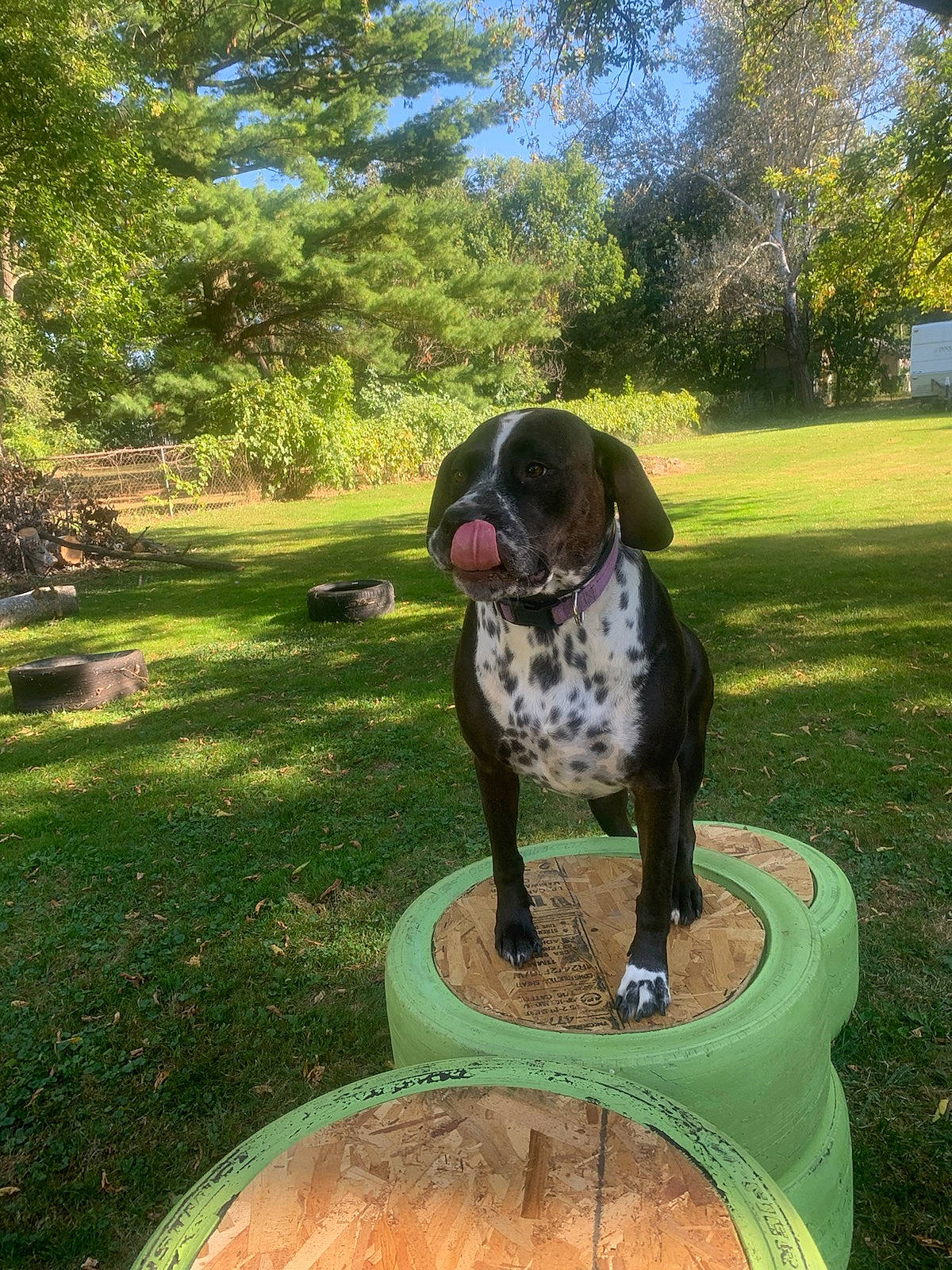 Bristol joined the competition — help win amazing prizes! braque_francais, canidae, carnivore, companion_dog, dog, dog_breed, fawn, grass, gun_dog, lawn, leisure, plant, recreation, shrub, sky, snout, sporting_group, tail, tree, working_animal