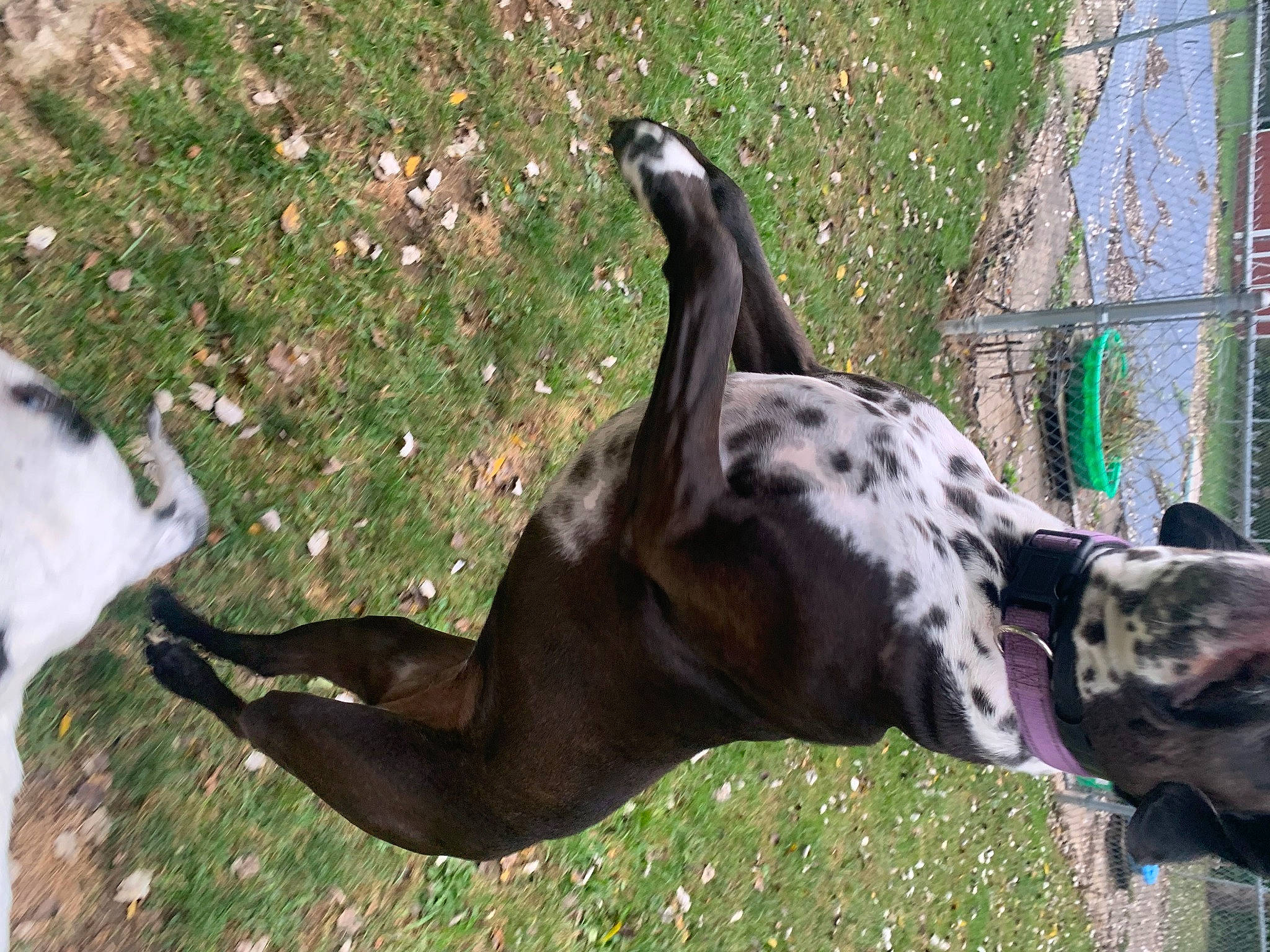 Bristol joined the competition — help win amazing prizes! art, canidae, carnivore, dog, dog_breed, fawn, fence, grass, guard_dog, hunting_dog, metal, non_sporting_group, plant, shadow, snout, sporting_group, tail, terrestrial_animal, wildlife, working_animal