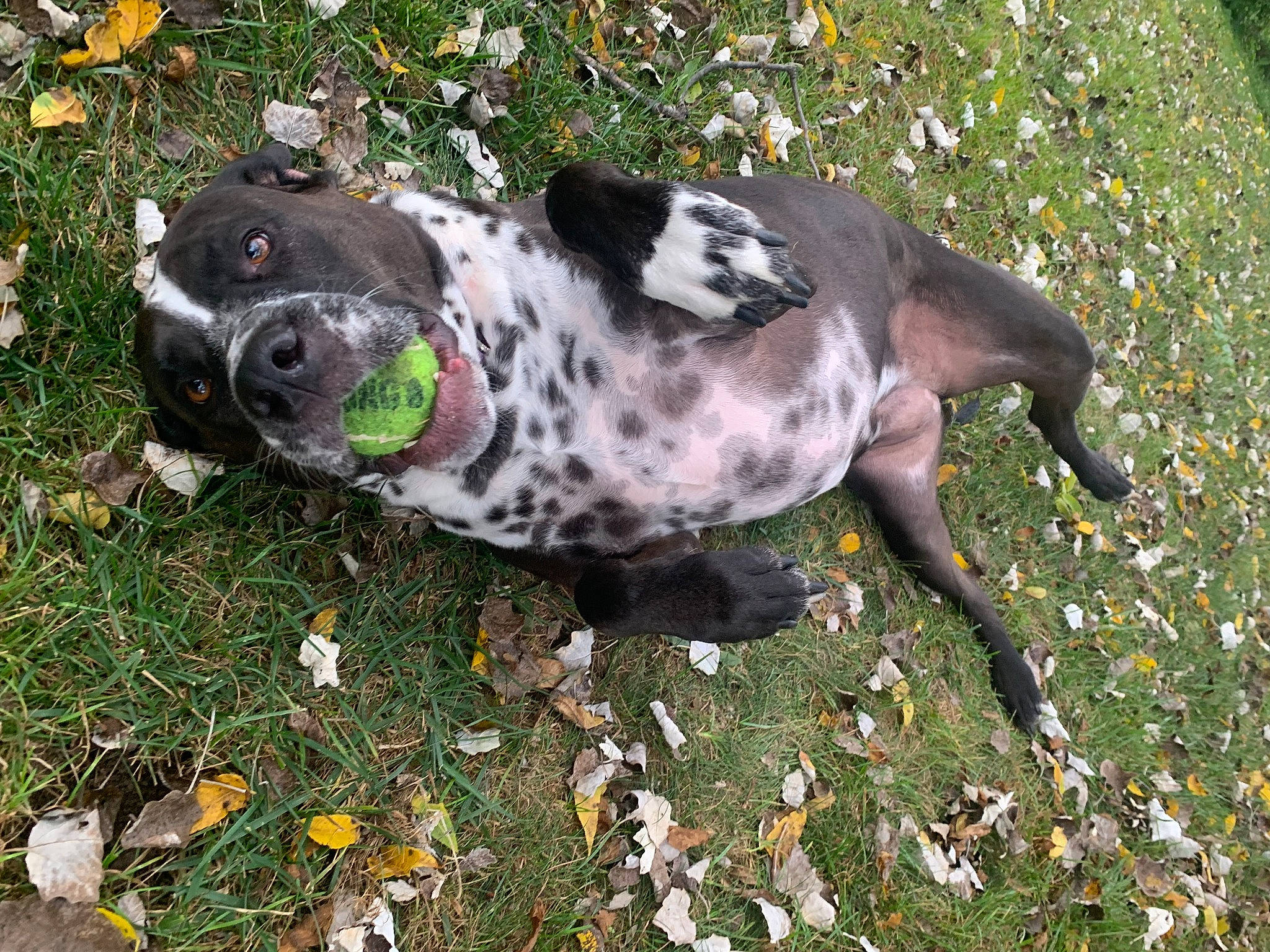 Bristol is registered to the contest to win money with this photo: canidae, carnivore, companion_dog, dalmatian, dog, dog_breed, dog_supply, fawn, grass, groundcover, non_sporting_group, plant, snout, sporting_group, terrestrial_animal, whiskers, working_animal, working_dog