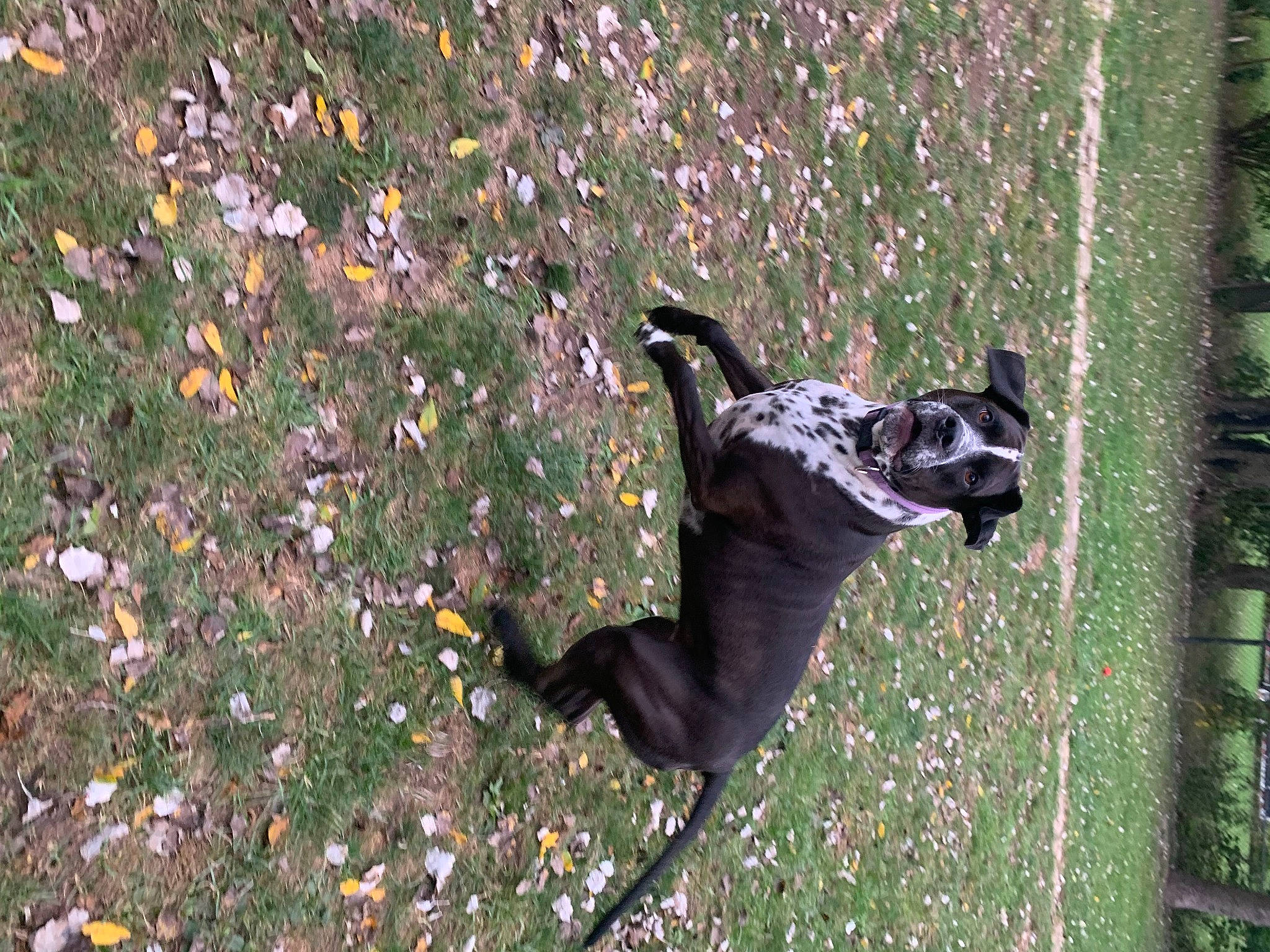 Bristol is registered to the contest to win money with this photo: adventure, autumn, canidae, carnivore, deciduous, dog, dog_breed, grass, guard_dog, non_sporting_group, plant, shadow, soil, sporting_group, street_light, tail, tree, trunk, twig, working_dog