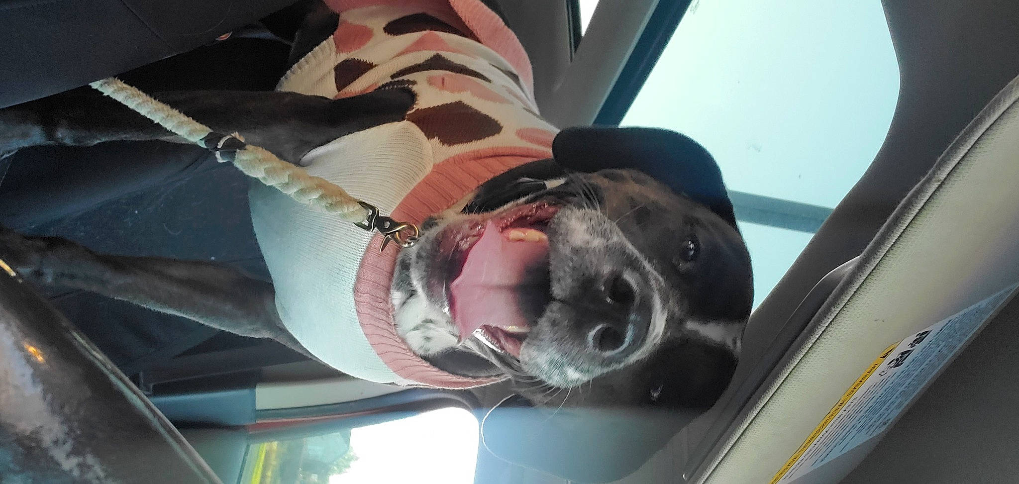 Bristol joined the competition — help win amazing prizes! auto_part, automotive_exterior, automotive_mirror, automotive_window_part, carnivore, collar, comfort, companion_dog, dog, dog_breed, dog_collar, eyewear, jaw, personal_protective_equipment, rear_view_mirror, smile, sporting_group, vehicle, vehicle_door, windshield