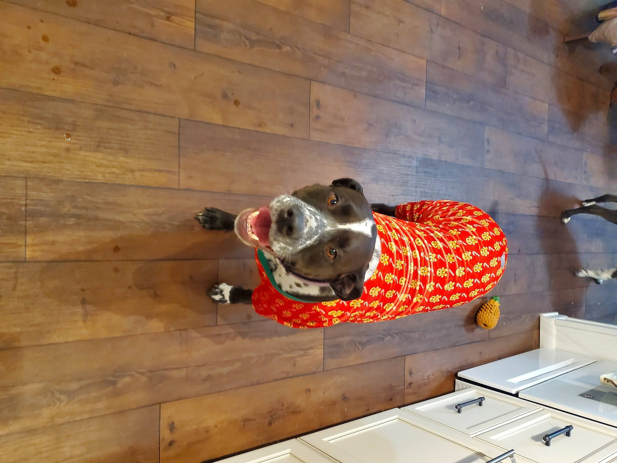 Bristol is registered to the contest to win money with this photo: art, brick, brickwork, ceiling, drawer, fawn, floor, flooring, hardwood, house, pattern, plank, plywood, sculpture, snout, terrestrial_animal, varnish, wood, wood_stain, working_animal