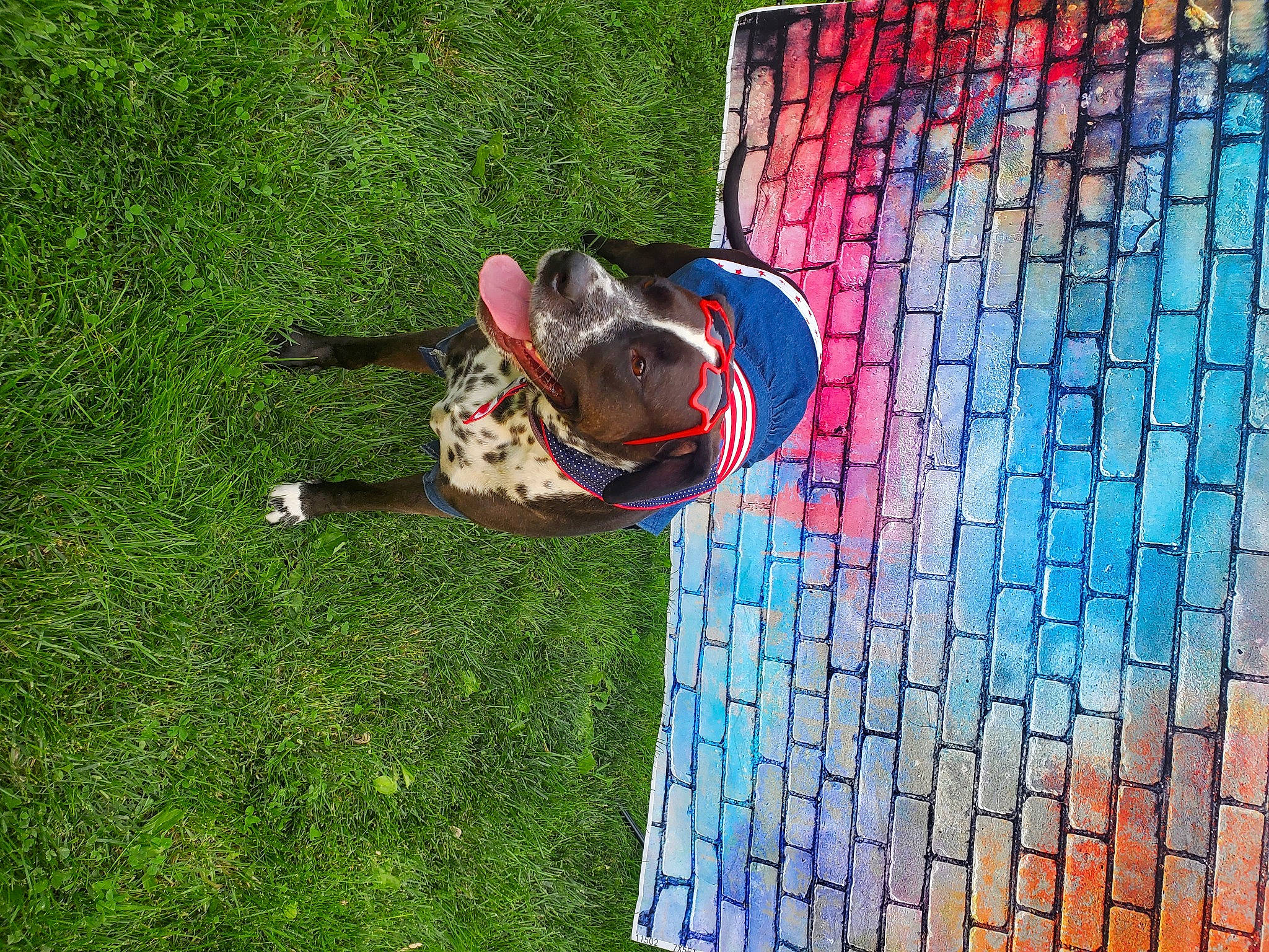 Bristol joined the competition — help win amazing prizes! canidae, carnivore, companion_dog, dog, dog_breed, electric_blue, flooring, fun, garden, grass, lawn, leisure, pattern, people_in_nature, plant, recreation, sporting_group, tail, tree, wood