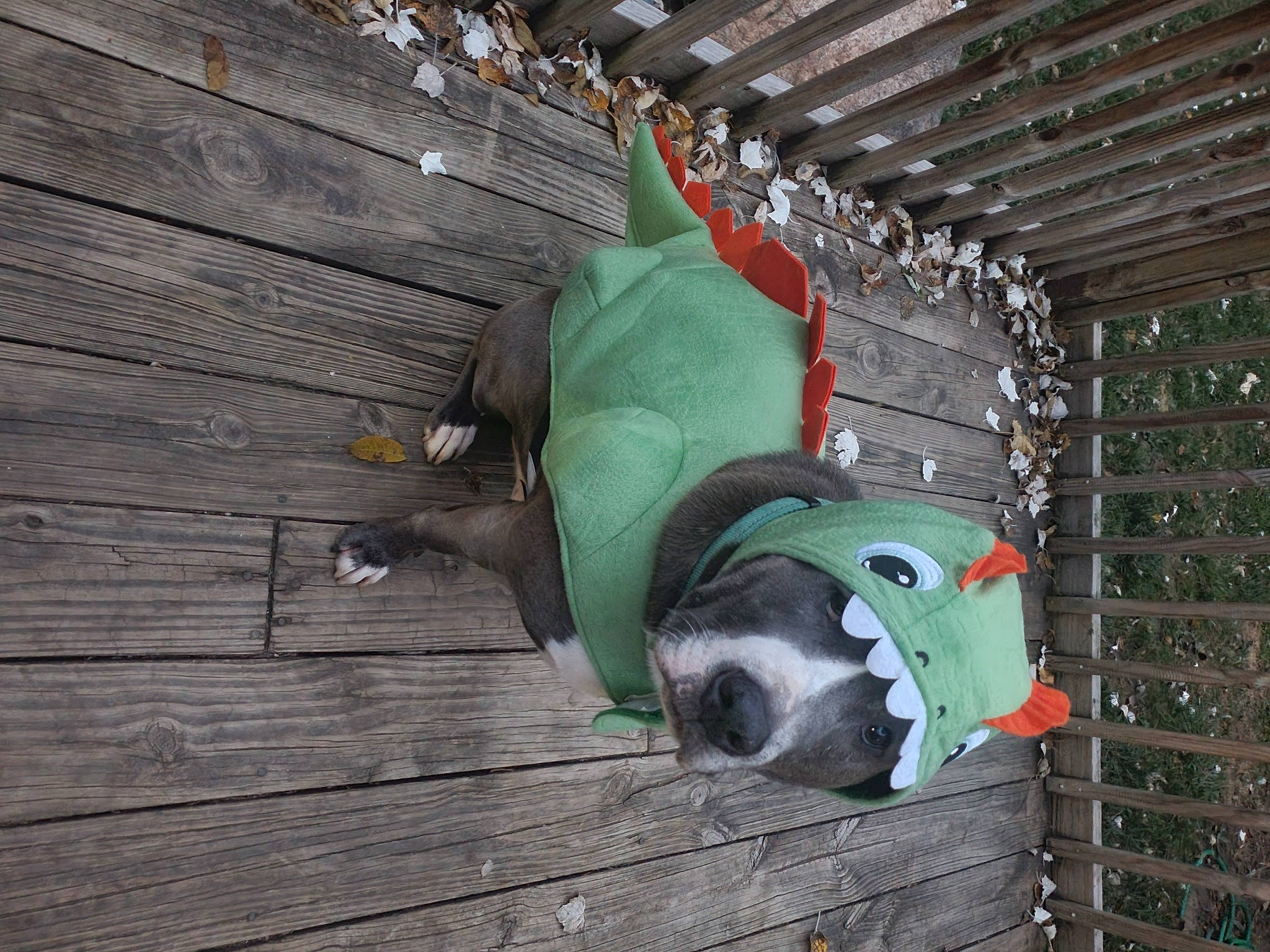 Bronx joined the competition — help win amazing prizes! carmine, composite_material, grass, hardwood, helmet, metal, natural_material, personal_protective_equipment, plank, wood, wood_stain