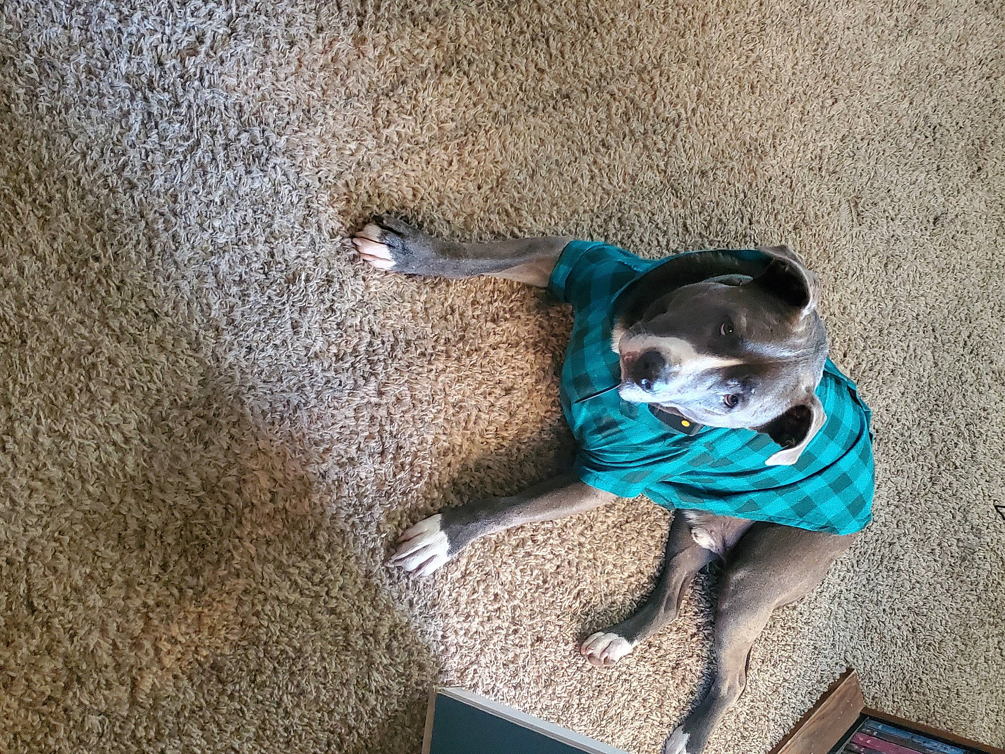 Bronx joined the competition — help win amazing prizes! adventure, canidae, carnivore, companion_dog, dog, dog_breed, electric_blue, fawn, flooring, fur, mammal, personal_protective_equipment, recreation, shadow, sitting, snout, soil, sporting_group, tail, vertebrate