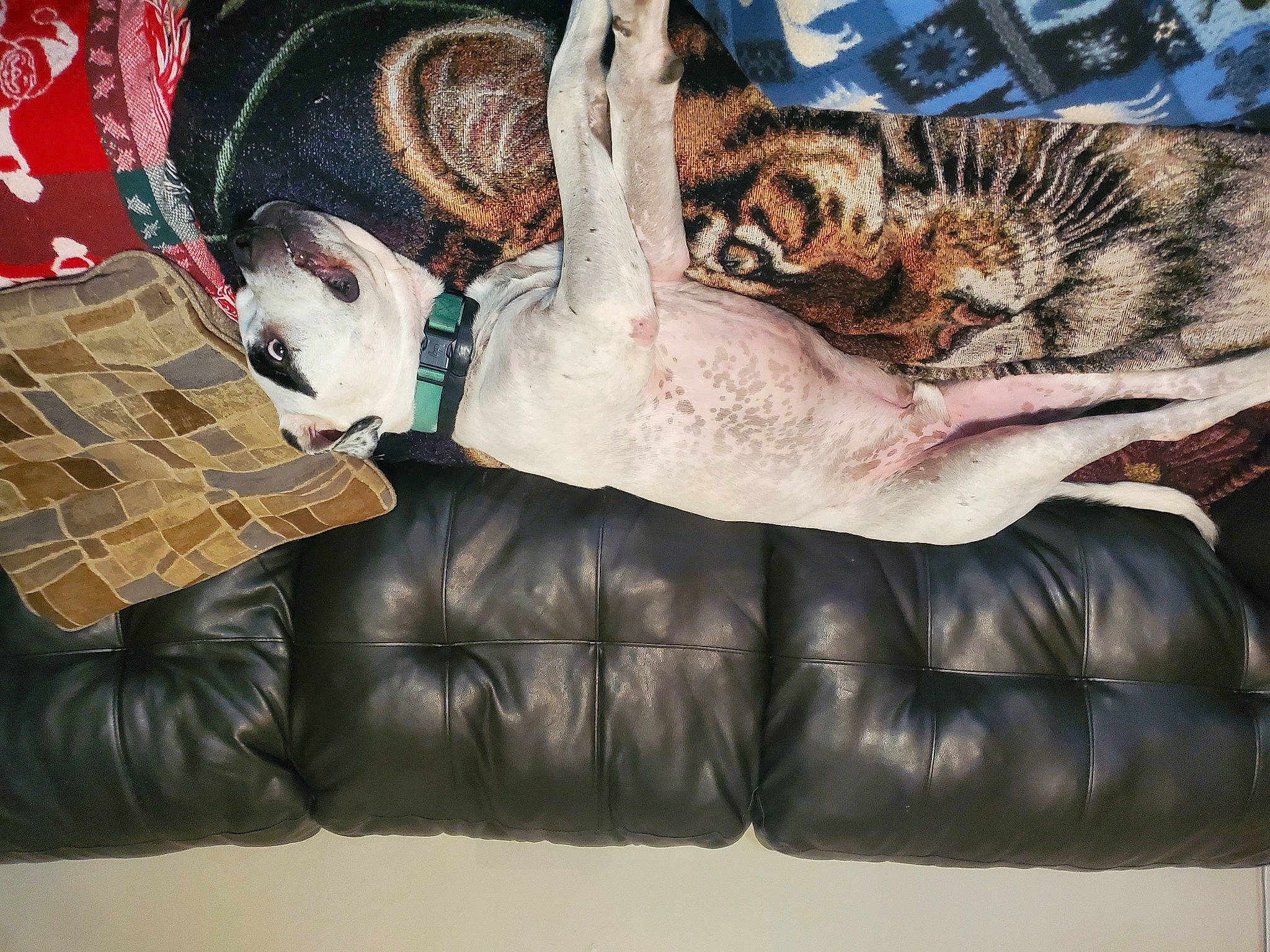 Nash is registered to the contest to win money with this photo: bengal_tiger, big_cats, carnivore, cat, comfort, couch, domestic_short_haired_cat, fashion_accessory, felidae, fur, fur_clothing, human_leg, pattern, sitting, small_to_medium_sized_cats, sunglasses, tail, textile, thigh, whiskers