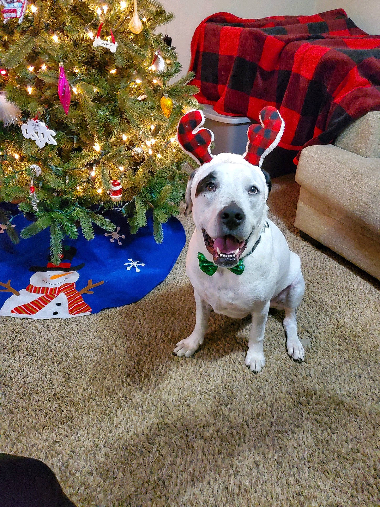 Nash is registered to the contest to win money with this photo: carnivore, christmas_decoration, christmas_ornament, christmas_tree, collar, companion_dog, couch, dog, dog_breed, dog_clothes, dog_collar, dog_supply, event, fawn, holiday, holiday_ornament, ornament, pet_supply, plant, snout