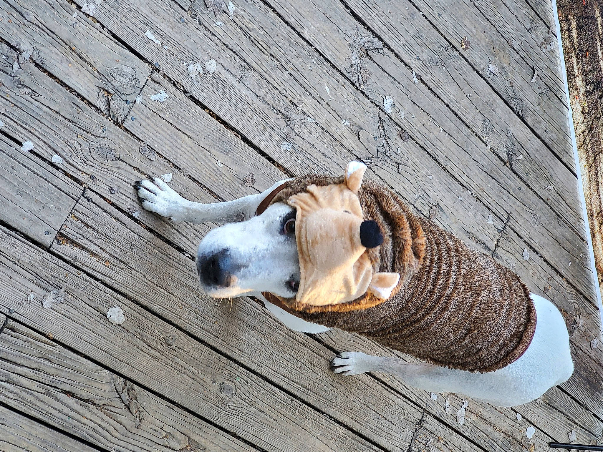 Nash joined the competition — help win amazing prizes! canidae, companion_dog, dog, dog_breed, fawn, flooring, fur, hardwood, non_sporting_group, plank, snout, sporting_group, tail, terrestrial_animal, trunk, wildlife, wood, wood_stain, working_animal